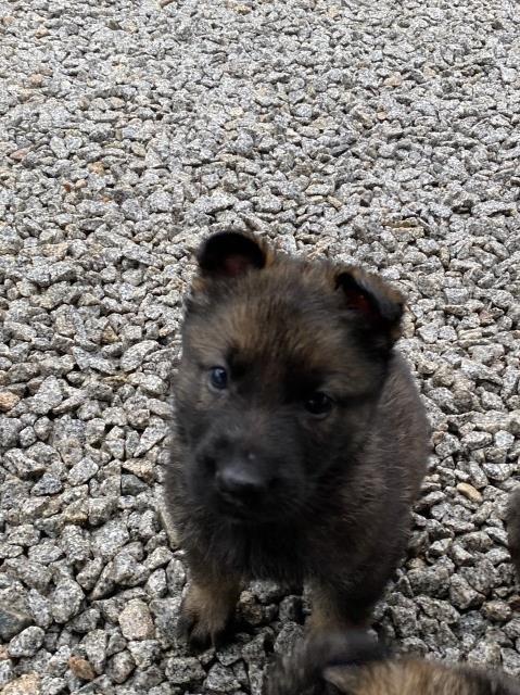 German Shepherd Dog puppy for sale + 60414