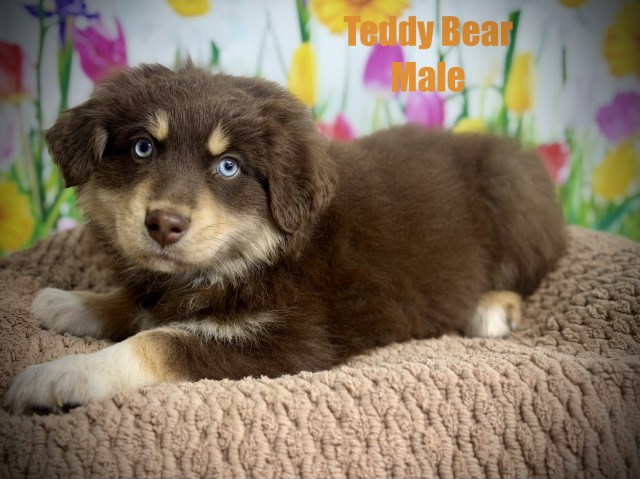 Australian Shepherd Dog puppy for sale + 67051