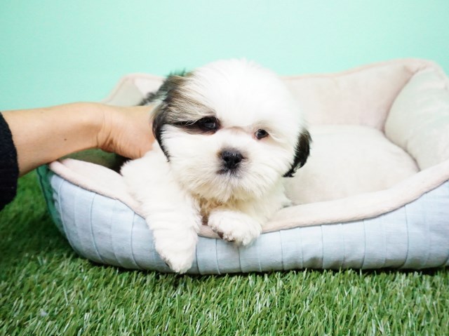 Shih Tzu puppy for sale + 54906