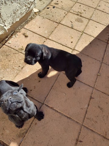 Cane Corso puppy for sale + 65733