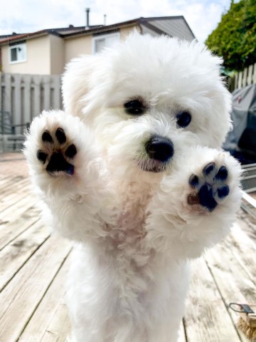Bichon Frise puppy for sale + 64050