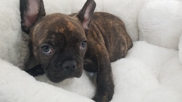 35 HQ Images French Bulldog Puppies For Sale Colorado / French Bulldog Puppies For Sale | Virginia Beach, VA #328767