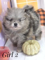Yam - Blue Merle Female Pomeranian Pomeranian for sale/adoption
