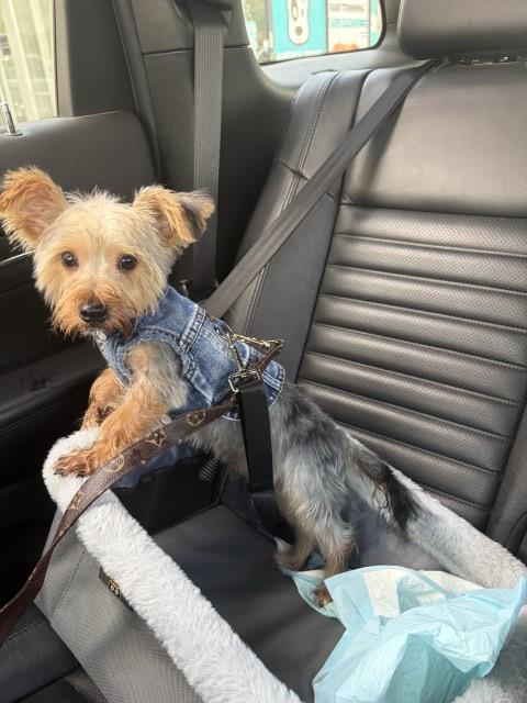 Yorkie Pup-Looking For A Home