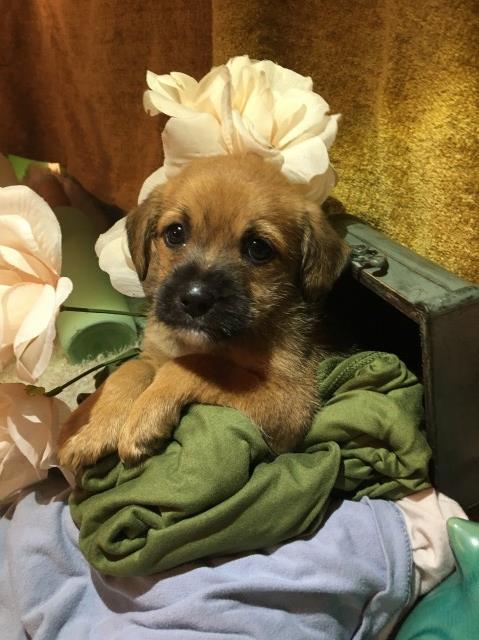 Morkie puppy for sale + 60720