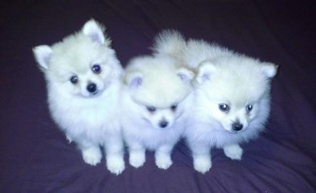 TINY T-CUP SIZE POM, YORKIE & MALTESE PUPPIES