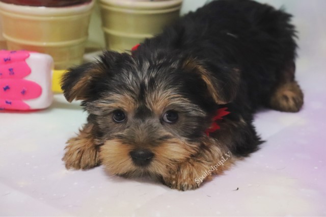 Morkie puppy dog for sale in Las Vegas, Nevada