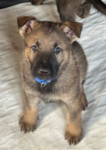 German Shepherd Dog puppy for sale + 66155