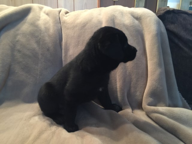 AKC English Style Labrador puppies for sale