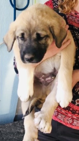 Anatolian Shepherd Dog puppy for sale + 62810