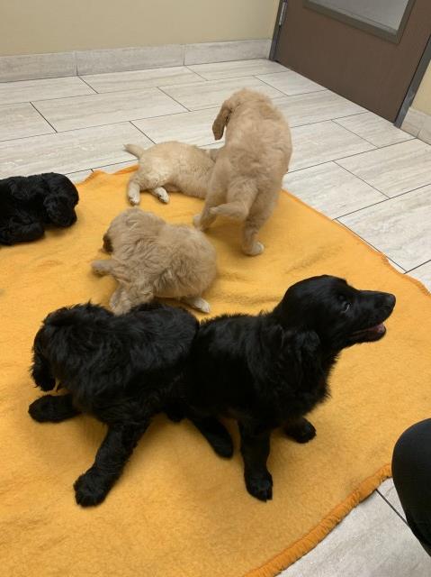 Goldendoodle puppies