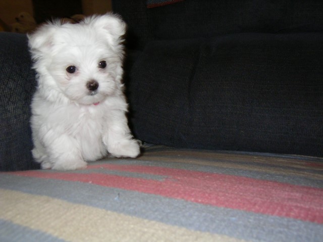 Maltese Puppies