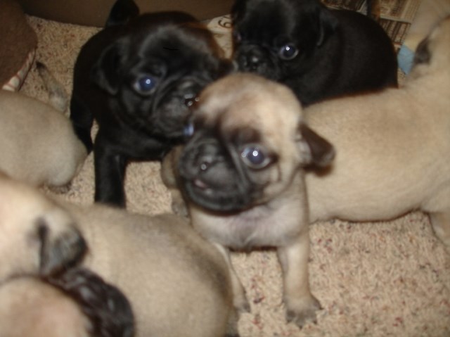 Pug puppy dog for sale in Springfield, Illinois