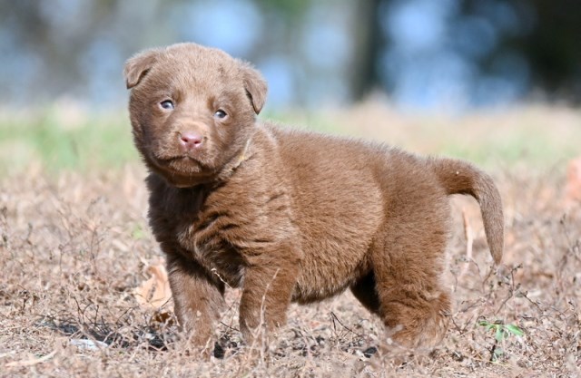 Labrador Retriever puppy for sale + 66893