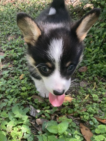 Pembroke Welsh Corgis