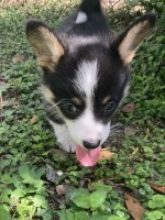 Pembroke Welsh Corgis Pembroke Welsh Corgi for sale/adoption