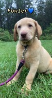 AKC Labrador Retriever Labrador Retriever for sale/adoption