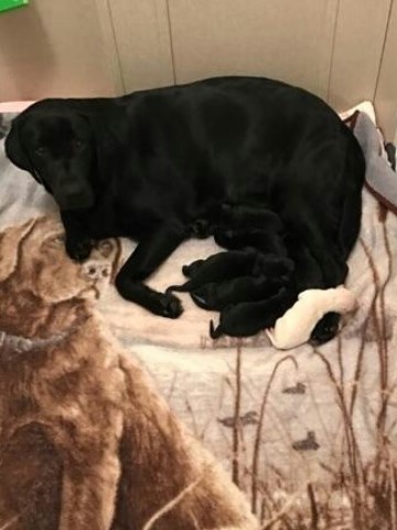Full blooded lab puppies for sale