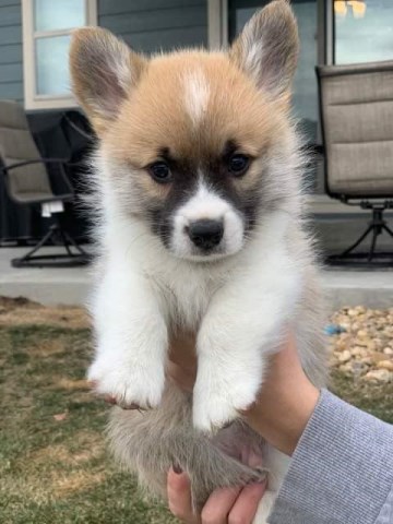 Pembroke Welsh Corgi puppy for sale + 59463