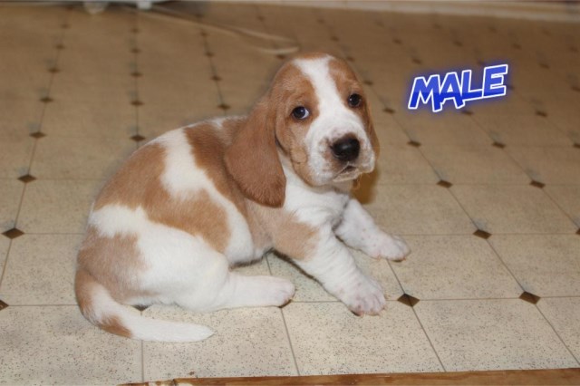 Basset Hound puppies