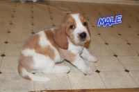 Basset Hound puppies Basset Hound for sale/adoption