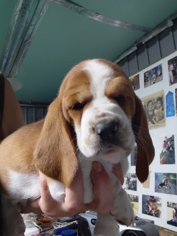 AKC BASSET HOUND PUPPIES in North Carolina
