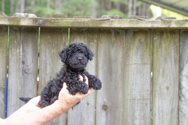 Maltipoo puppy for sale + 66255