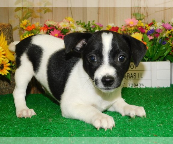 Rat Terrier puppy for sale + 66870