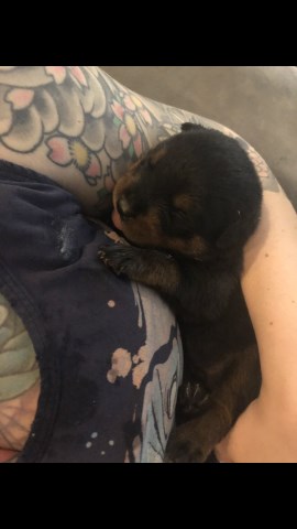 Rottweiler puppy for sale + 59277