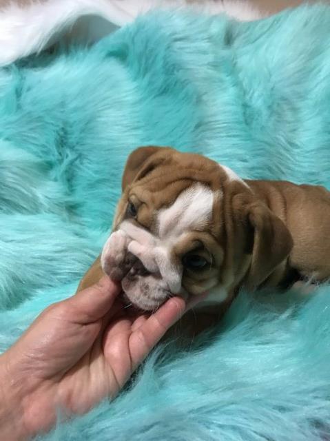 English Bulldog puppy for sale + 50851