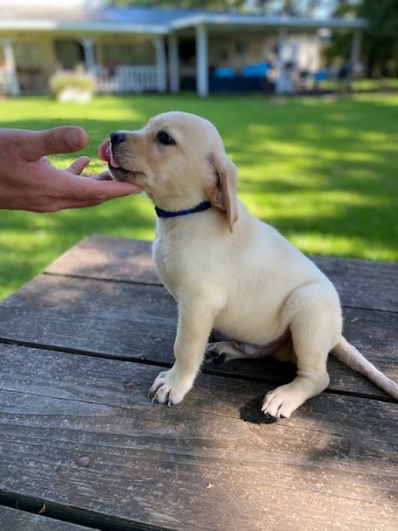 Labrador Retriever puppy for sale + 61920