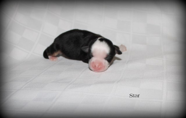 Miniature Australian Shepherd puppy for sale + 49693