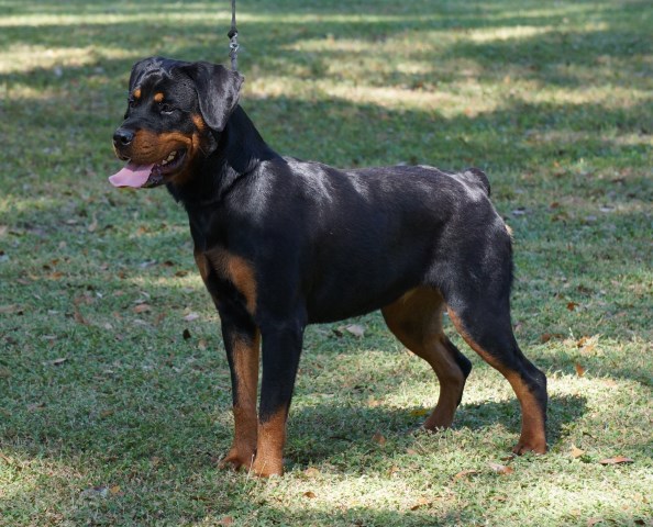 Rottweiler puppy for sale + 47550