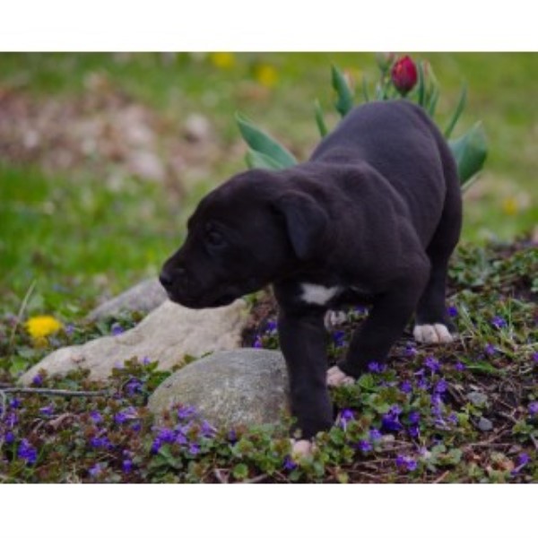 Full Registration Great Dane Puppy