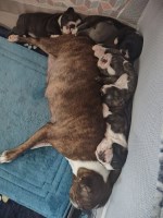 AKC Boston Terriers Puppies Boston Terrier for sale/adoption