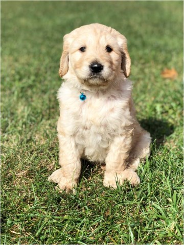 Goldendoodle puppy dog for sale in Napoleon, Ohio