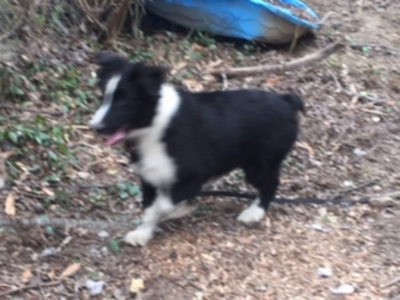 Digger, a Male Aussie Puppy