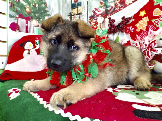 German Shepherd Dog puppy for sale + 66939