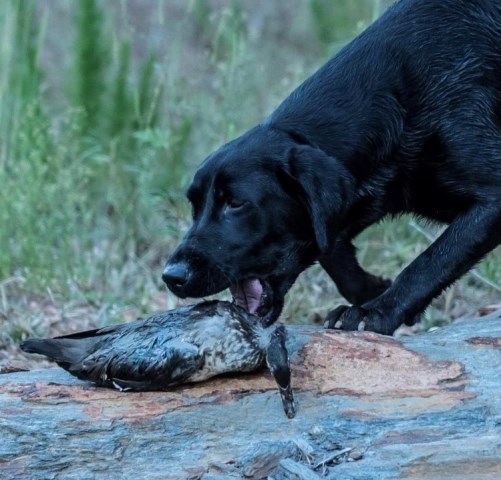 AKC Full Registration Black Lab Puppies