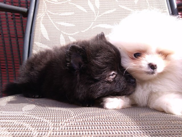 Akc tiny Pomeranian puppies