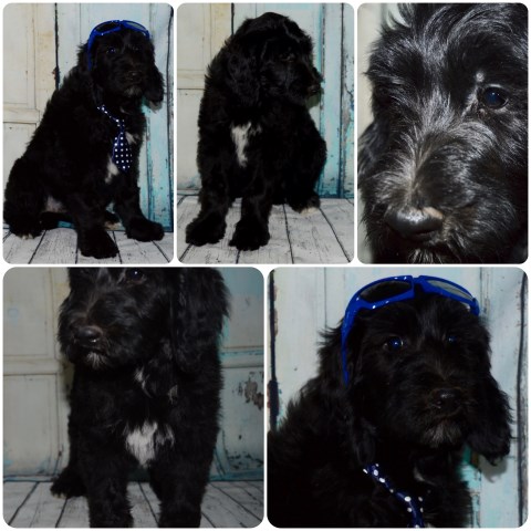 Labradoodle puppy for sale + 49568