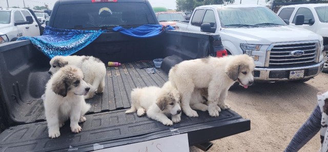 Great Pyrenees puppy for sale + 66063