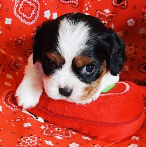 Cavalier King Charles Spaniel puppy for sale + 54603