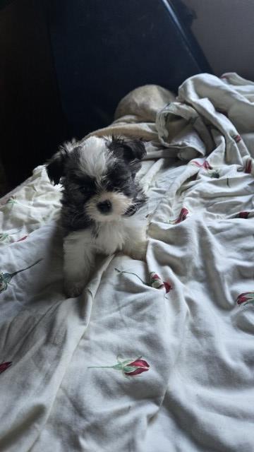 Shih Tzu puppy for sale + 67056