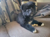 Puppy for sale /rescue pup ,nearly dead when found Affenpinscher for sale/adoption