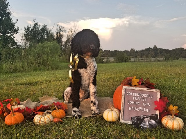 F1b Standard Goldendoodle Puppies