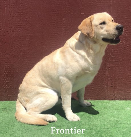 AKC Adult Male Yellow Labrador (Frontier)