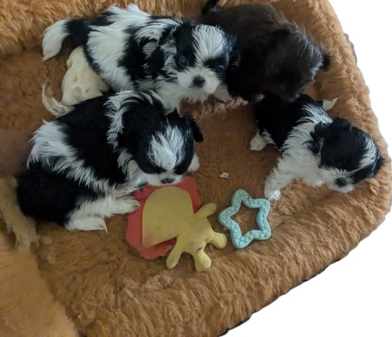 Shih Tzu puppy for sale + 66764