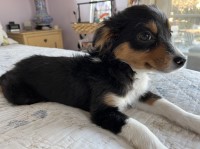 Bet You'll Love US ! Australian Shepherd Dog for sale/adoption