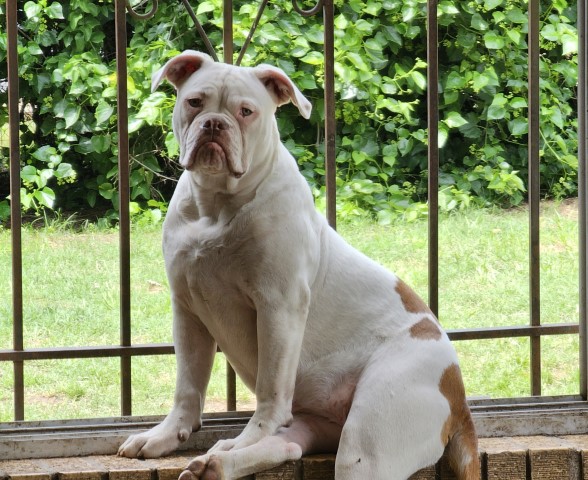 Female Classic American Bulldog Pup